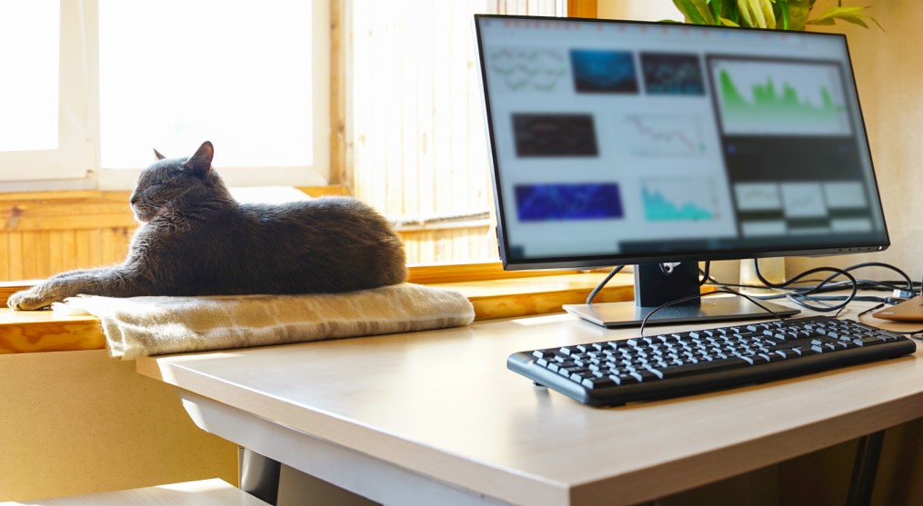 Image of a desk with computer and a cat relaxing